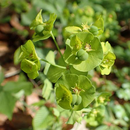 Euphorbia amygdaloides / Mediterranean Spurge, A Carinthia, St. Paul im Lavanttal 16.5.2016