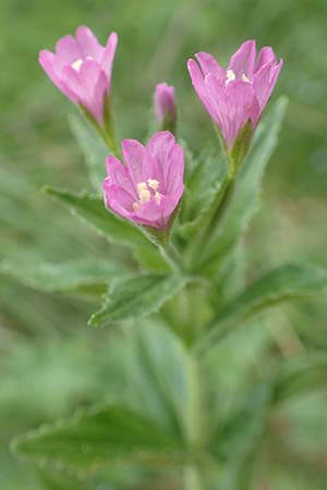 Epilobium alpestre / Alpine Willowherb, A Trenchtling 3.7.2019