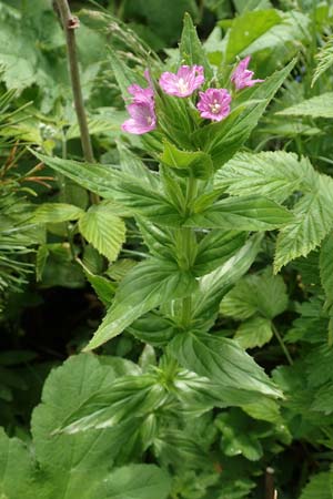 Epilobium alpestre / Alpine Willowherb, A Rax 28.6.2020