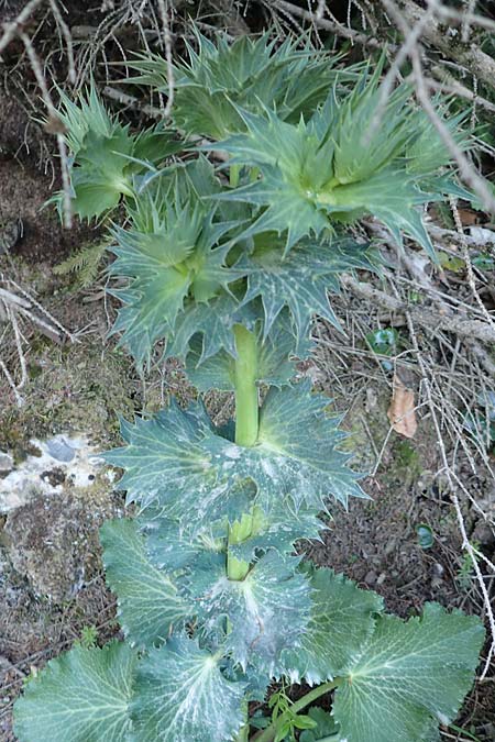 Eryngium alpinum \ Alpen-Mannstreu / Alpine Eryngo, A Schneealpe 30.6.2020