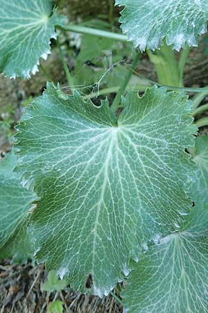 Eryngium alpinum \ Alpen-Mannstreu, A Schneealpe 30.6.2020