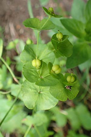 Euphorbia amygdaloides \ Mandelblttrige Wolfsmilch / Mediterranean Spurge, A Weichtal-Klamm 1.7.2020