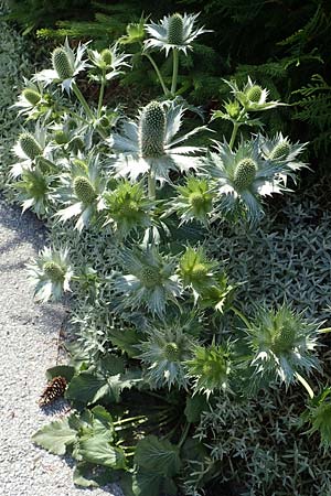 Eryngium alpinum \ Alpen-Mannstreu / Alpine Eryngo, A Bad Mitterndorf 4.7.2020