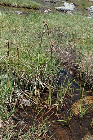 Eriophorum angustifolium / Common Cotton Grass, A Seetaler Alpen, Zirbitzkogel 28.6.2021