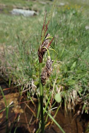 Eriophorum angustifolium / Common Cotton Grass, A Seetaler Alpen, Zirbitzkogel 28.6.2021