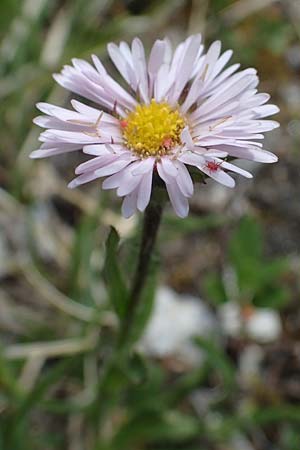 Erigeron alpinus / Alpine Fleabane, A Pusterwald, Eiskar 29.6.2021