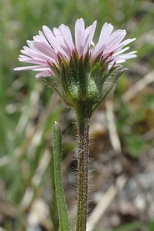 Erigeron alpinus / Alpine Fleabane, A Pusterwald, Eiskar 29.6.2021