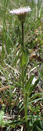 Erigeron alpinus \ Alpen-Berufkraut / Alpine Fleabane, A Pusterwald, Eiskar 29.6.2021