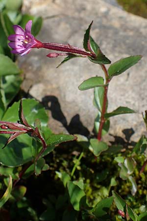 Epilobium alsinifolium \ Mierenblttriges Weidenrschen / Chickweed Willowherb, A Wölzer Tauern, Kleiner Zinken 24.7.2021