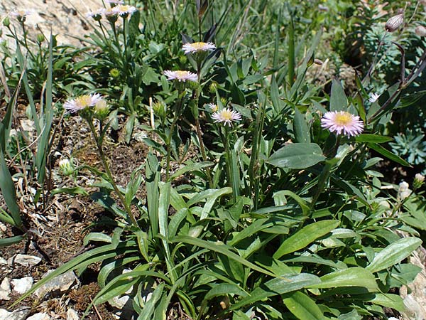 Erigeron alpinus \ Alpen-Berufkraut, A Eisenerzer Reichenstein 28.7.2021