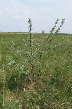 Elaeagnus angustifolia \ Schmalblttrige lweide, A Seewinkel, Apetlon 8.5.2022