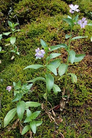 Epilobium alsinifolium \ Mierenblttriges Weidenrschen / Chickweed Willowherb, A Kärnten/Carinthia, Koralpe 1.7.2022