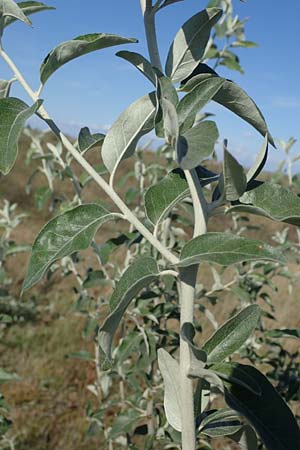 Elaeagnus angustifolia \ Schmalblttrige lweide / Narrow-Leaved Oleaster, Russian Olive, A Seewinkel, Apetlon 23.9.2022