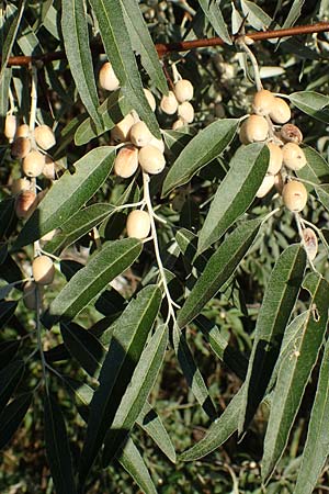 Elaeagnus angustifolia \ Schmalblttrige lweide / Narrow-Leaved Oleaster, Russian Olive, A Seewinkel, Podersdorf 23.9.2022