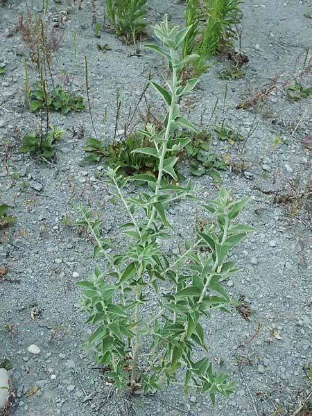 Elaeagnus angustifolia \ Schmalblttrige lweide / Narrow-Leaved Oleaster, Russian Olive, A St. Andrä 12.7.2023