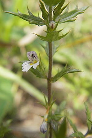 Euphrasia cuspidata \ Krainer Augentrost / Carniolan Eyebright, A Hinterotter 3.8.2011