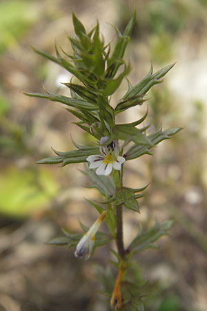 Euphrasia cuspidata \ Krainer Augentrost, A Hinterotter 3.8.2011