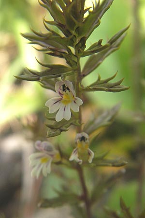 Euphrasia cuspidata \ Krainer Augentrost / Carniolan Eyebright, A Hinterotter 3.8.2011