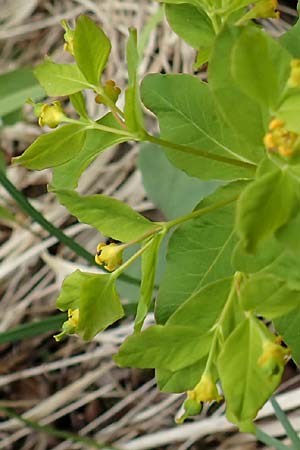 Euphorbia carniolica \ Krainer Wolfsmilch / Carniolan Spurge, A Kärnten/Carinthia, Trögerner Klamm 18.5.2016