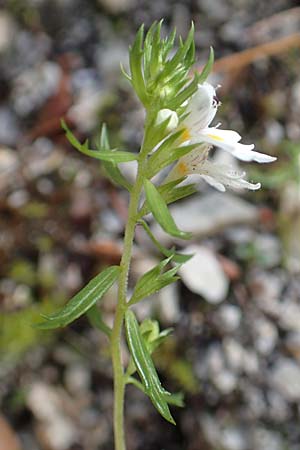 Euphrasia cuspidata \ Krainer Augentrost / Carniolan Eyebright, A Kärnten/Carinthia, Tscheppa - Schlucht / Gorge 20.8.2016