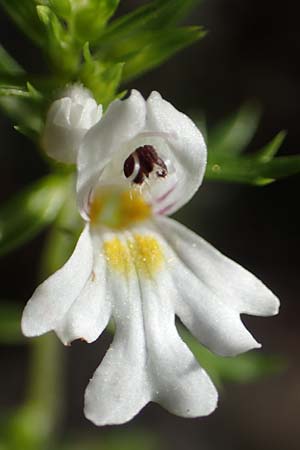 Euphrasia cuspidata \ Krainer Augentrost / Carniolan Eyebright, A Kärnten/Carinthia, Tscheppa - Schlucht / Gorge 20.8.2016