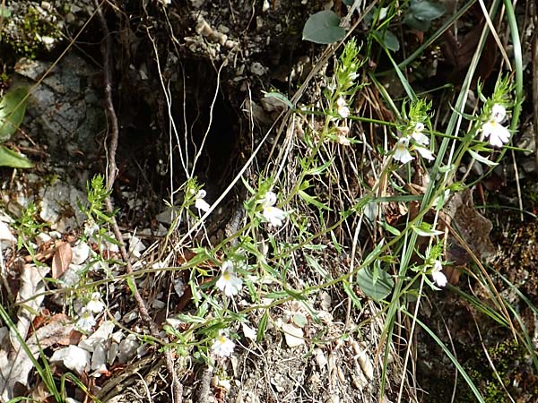 Euphrasia cuspidata \ Krainer Augentrost, A Kärnten, Tscheppa - Schlucht 20.8.2016