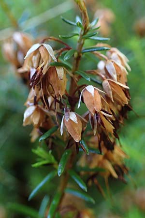 Erica carnea \ Schnee-Glockenheide / Winter Heath, A Kraubath (Mur) 27.6.2021