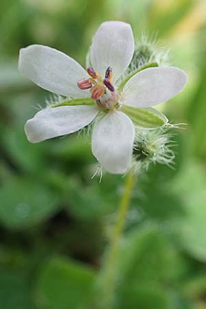 Erodium cicutarium \ Gewhnlicher Reiherschnabel, A Seewinkel, Apetlon 8.5.2022