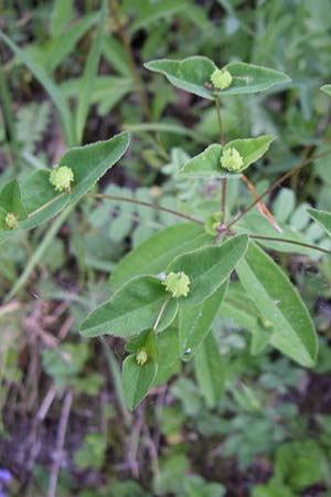 Euphorbia dulcis \ Se Wolfsmilch / Sweet Spurge, A Hengstpass 31.5.2008