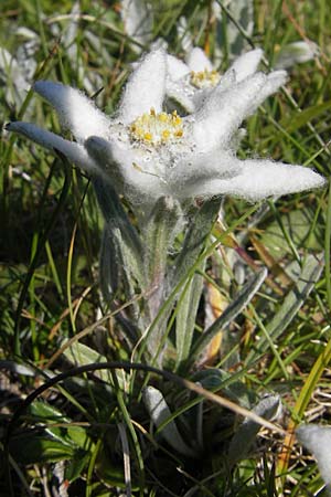 Leontopodium alpinum \ Edelwei / Edelweiss, A Trenchtling 3.7.2010