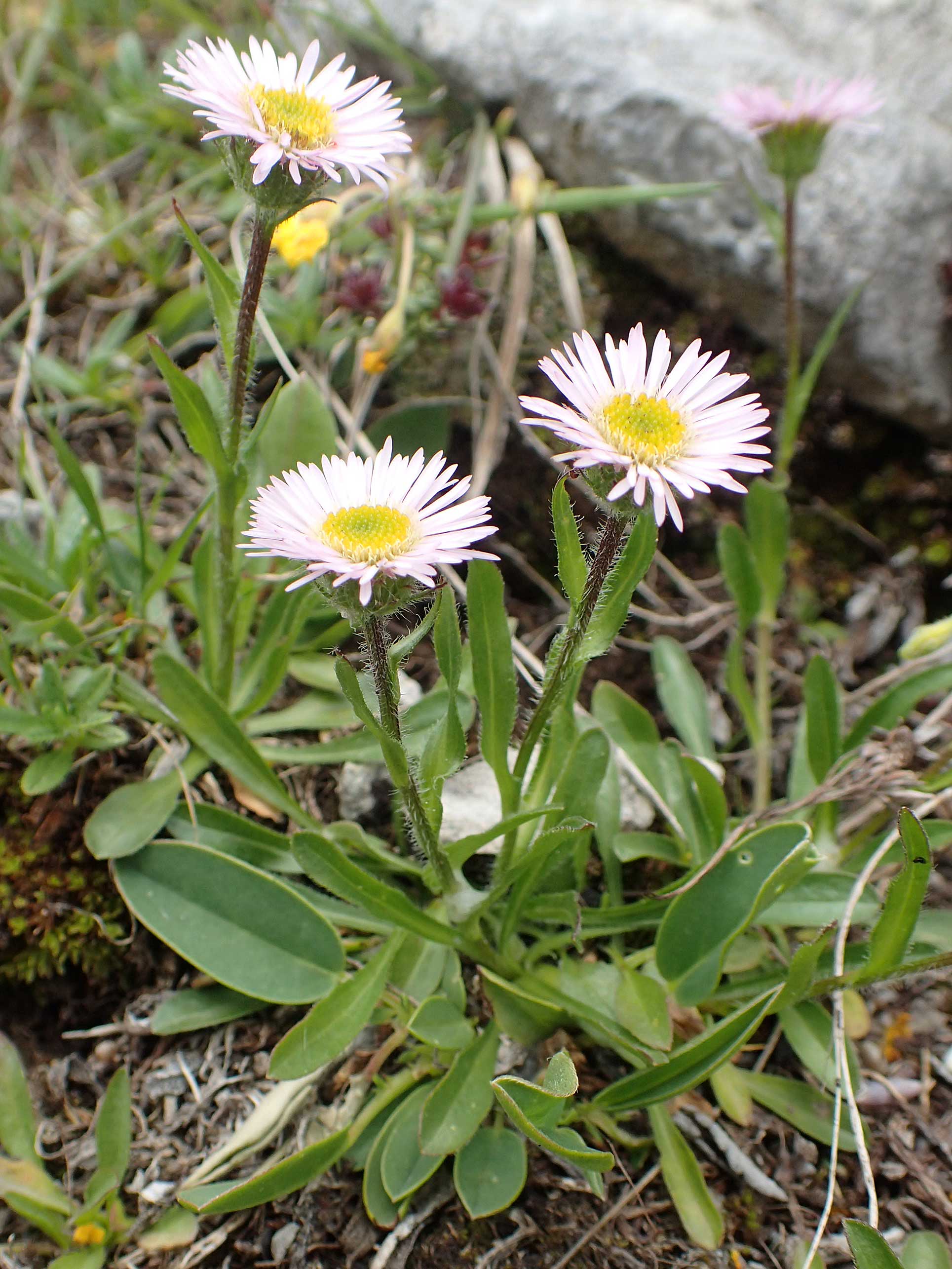 Erigeron glabratus \ Koralpen-Berufkraut / Koralpe Fleabane, A Schneealpe 30.6.2020