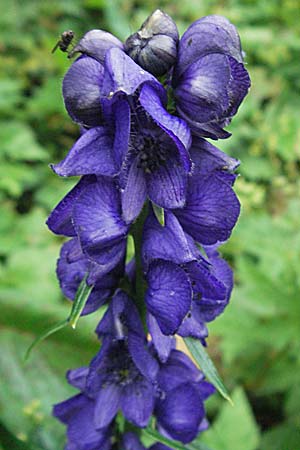 Aconitum tauricum \ Tauern-Eisenhut / Tauern Monk's-Hood, A Turrach 22.7.2007