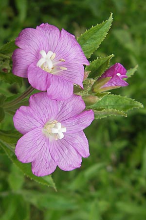 Epilobium hirsutum \ Zottiges Weidenrschen / Great Willowherb, A St. Lorenzen 1.7.2010