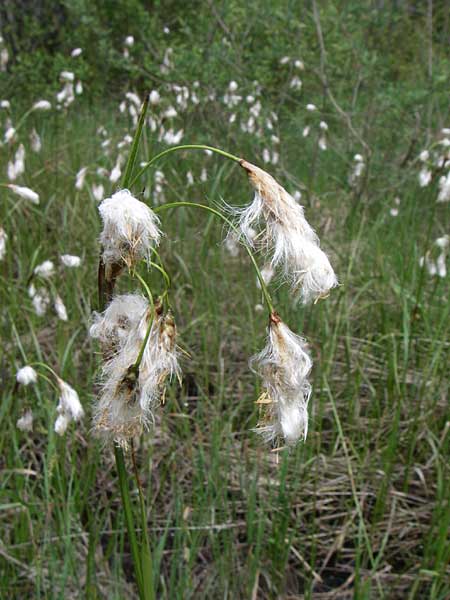 Eriophorum latifolium / Broad-Leaved Cotton Grass, A Reutte 25.5.2008