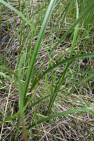 Eriophorum latifolium \ Breitblttriges Wollgras / Broad-Leaved Cotton Grass, A Reutte 25.5.2008
