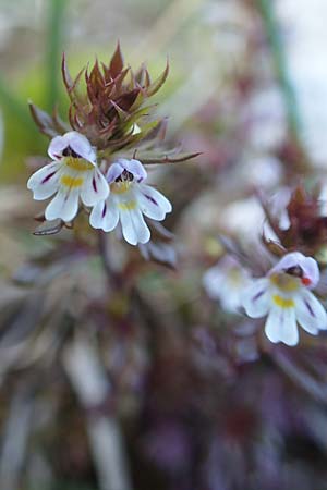 Euphrasia salisburgensis \ Salzburger Augentrost / Irish Eyebright, A Kärnten/Carinthia, Petzen 8.8.2016