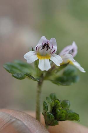 Euphrasia minima \ Zwerg-Augentrost / Dwarf Eyebright, A Niedere Tauern, Sölk-Pass 26.7.2021