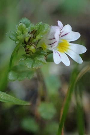 Euphrasia minima \ Zwerg-Augentrost, A Wölzer Tauern, Hohenwart 29.7.2021