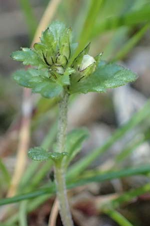 Euphrasia minima \ Zwerg-Augentrost, A Wölzer Tauern, Hohenwart 29.7.2021