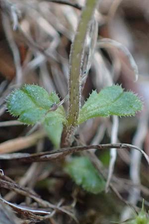 Euphrasia minima \ Zwerg-Augentrost, A Wölzer Tauern, Hohenwart 29.7.2021