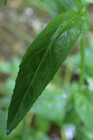 Epilobium montanum \ Berg-Weidenrschen / Broad-Leaved Willowherb, A Deutschlandsberger Klause 30.6.2022