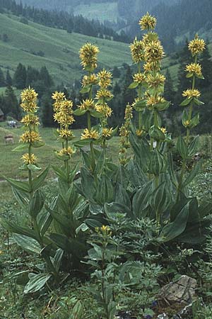 Gentiana lutea \ Gelber Enzian / Yellow Gentian, A Lechtal, Stanzach 15.8.1987