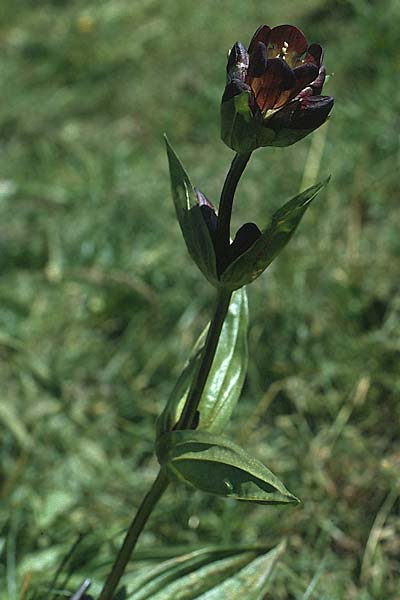 Gentiana purpurea \ Purpur-Enzian / Purple Gentian, A Widderstein 17.8.1987