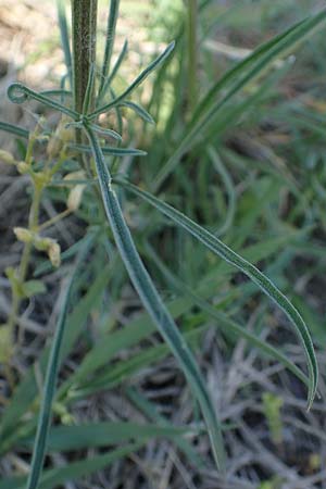 Erysimum odoratum \ Honig-Schterich, Wohlriechender Schterich, A Seewinkel, Illmitz 9.5.2022