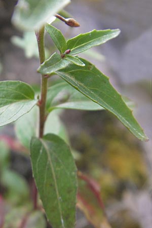Epilobium alsinifolium \ Mierenblttriges Weidenrschen / Chickweed Willowherb, A Malta - Tal / Valley 19.7.2010