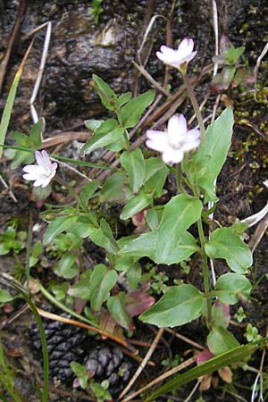 Epilobium alsinifolium / Chickweed Willowherb, A Malta - Valley 19.7.2010