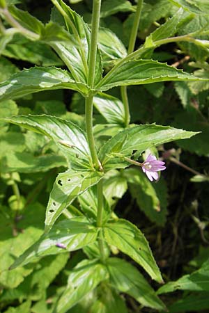 Epilobium alpestre \ Quirlblttriges Weidenrschen / Alpine Willowherb, A Dachstein 20.7.2010