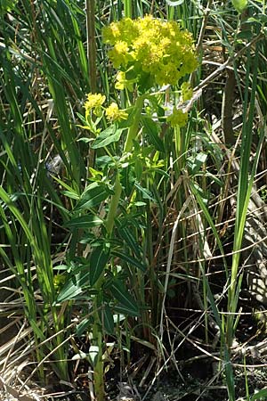 Euphorbia palustris \ Sumpf-Wolfsmilch / Marsh Spurge, A Seewinkel, Podersdorf 10.5.2022