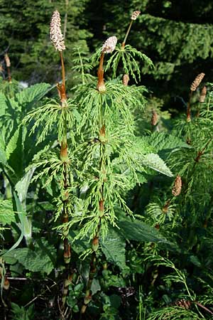 Equisetum sylvaticum \ Wald-Schachtelhalm / Wood Horsetail, A Menauer Alm 31.5.2008