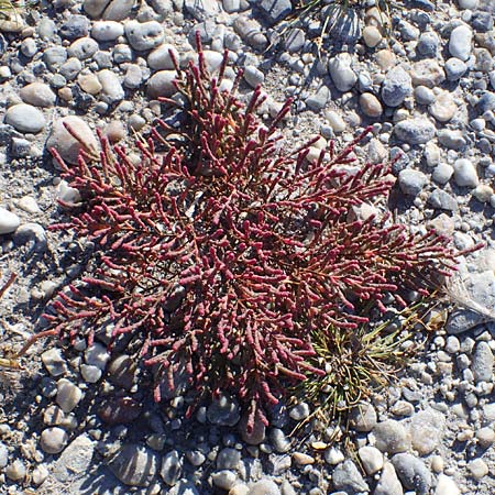 Salicornia perennans \ Queller / Glasswort, A Seewinkel, Apetlon 23.9.2022